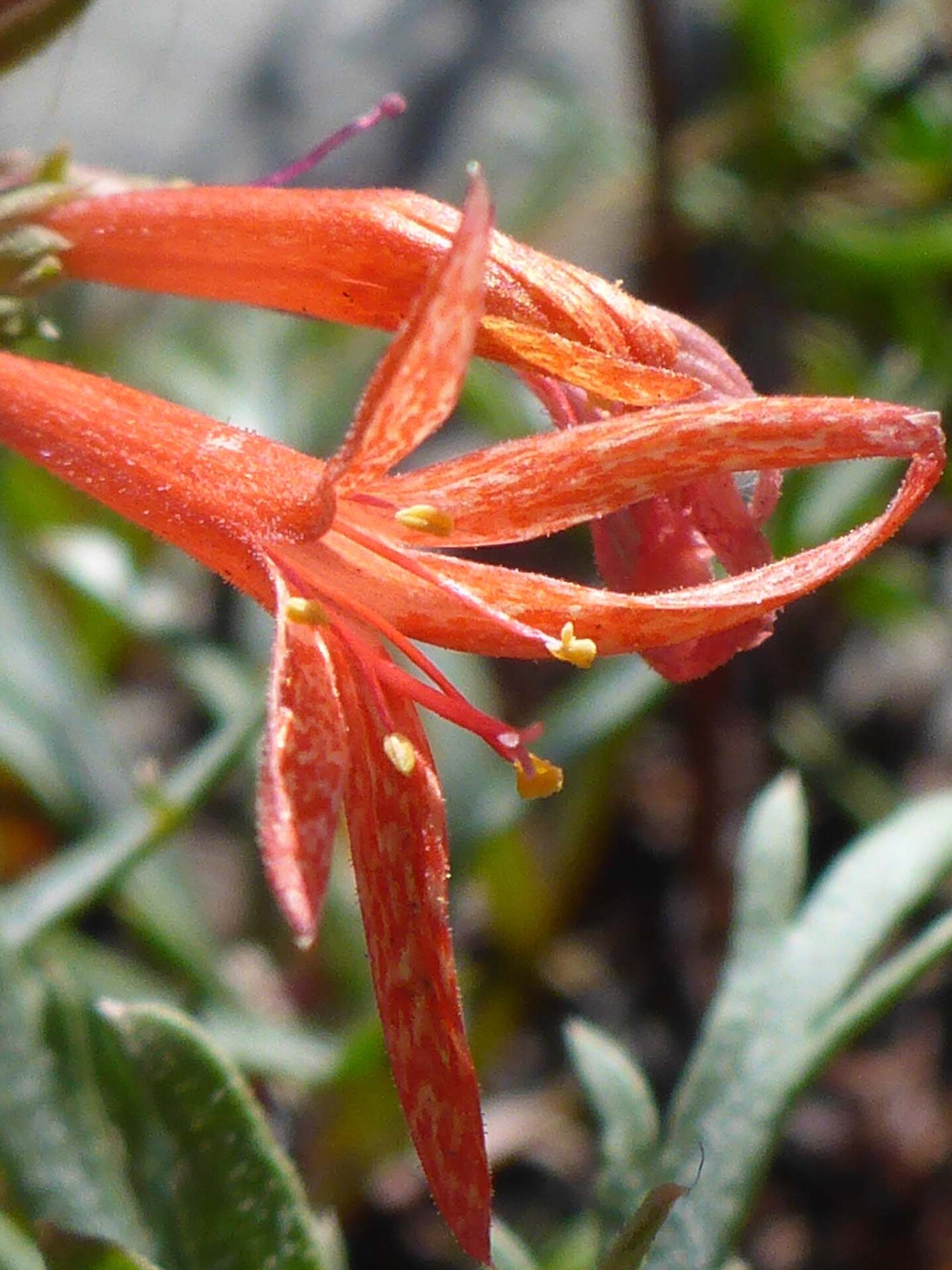 Close-up of scarlet gilia. D. Burk.