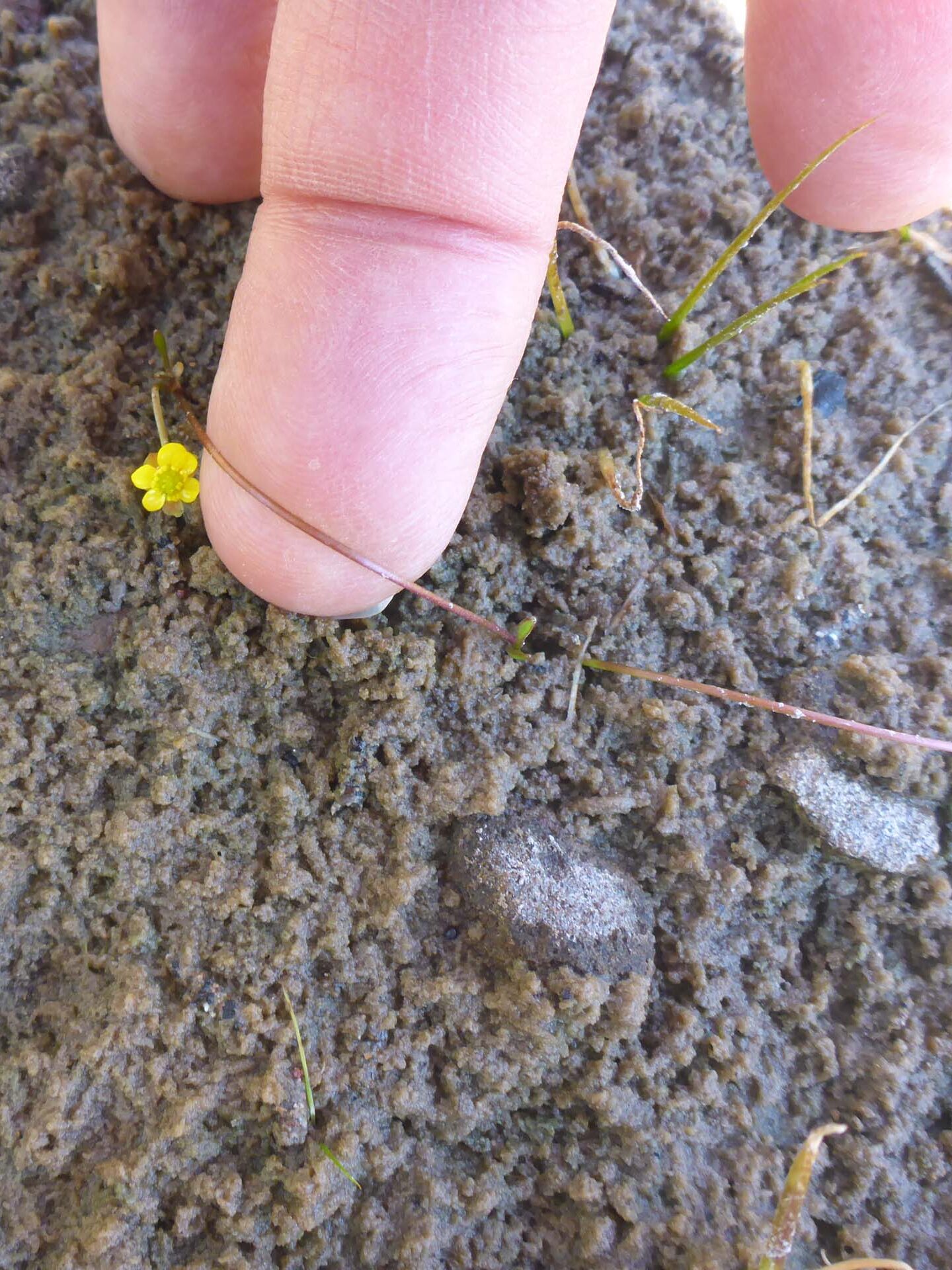 Creeping buttercup. D. Burk.