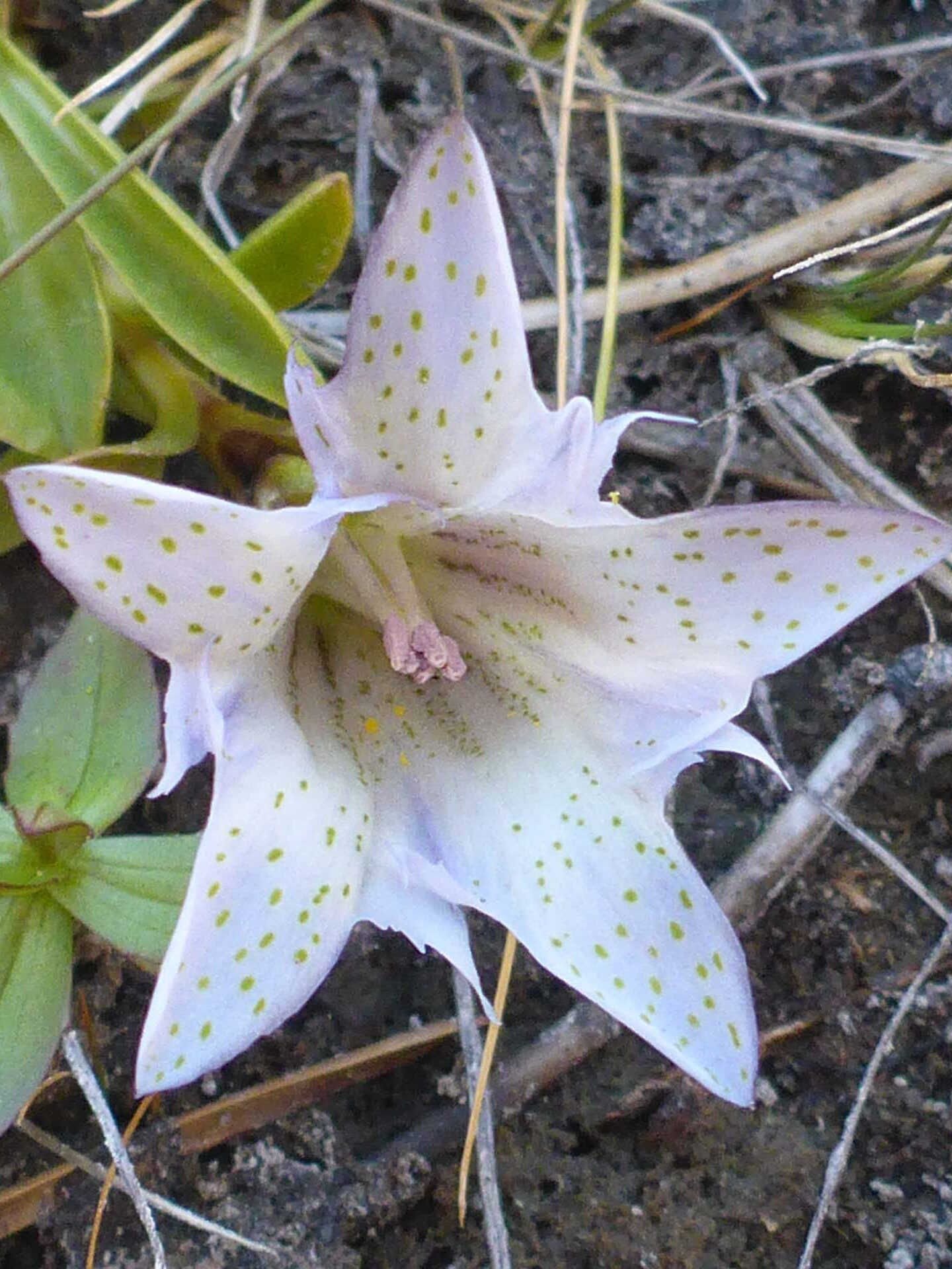 Sierran alpine gentian. D. Burk.