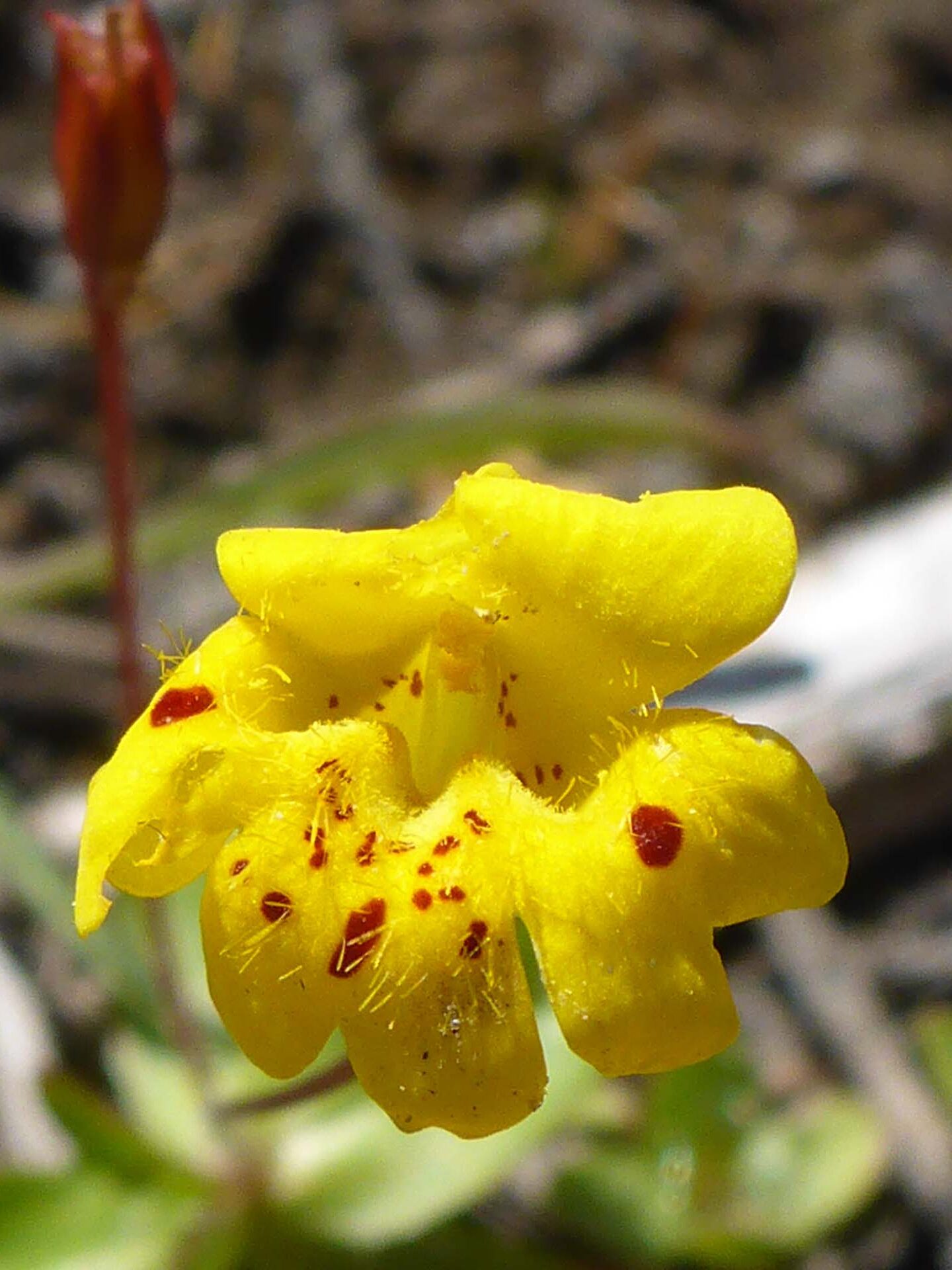 Close-up of primrose monkeyflower. D. Burk.