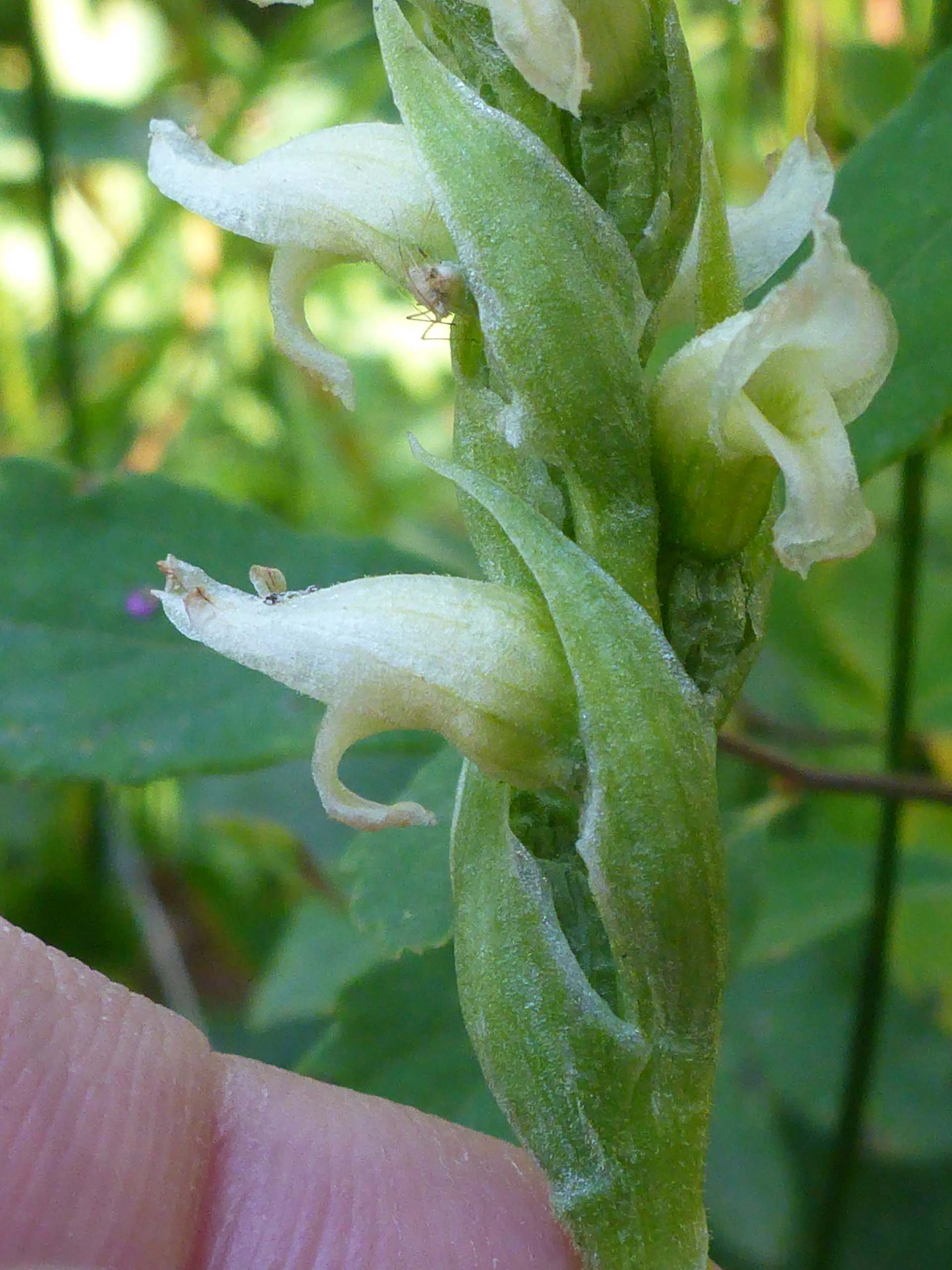 Hooded ladies'-tresses close-up. D. Burk.