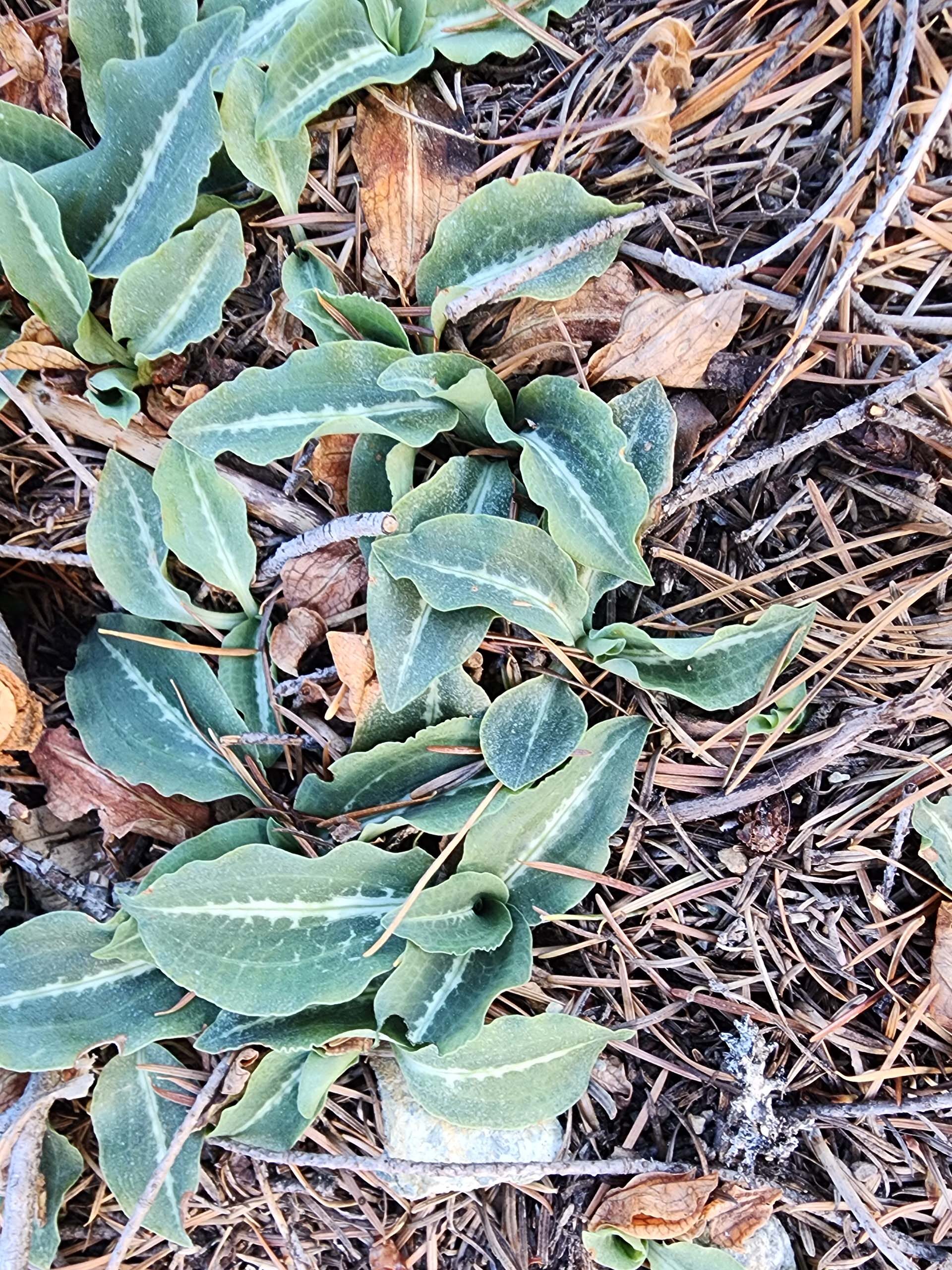 Rattlesnake-plantain leaves. D. Burk.