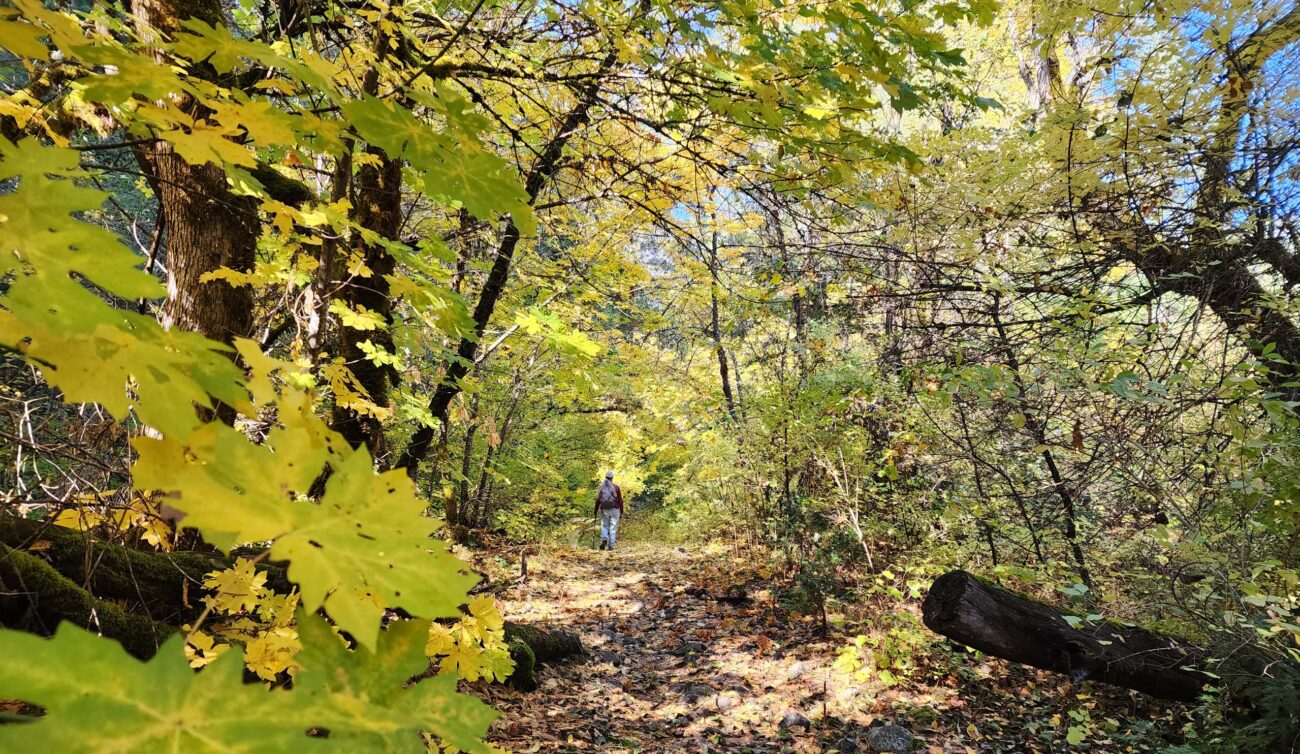 East Weaver Creek Trail. D. Burk.