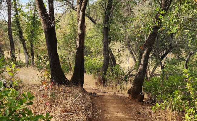 Canyon Hollow Trail leading to Sloppy Joe Trail. J. Malik.