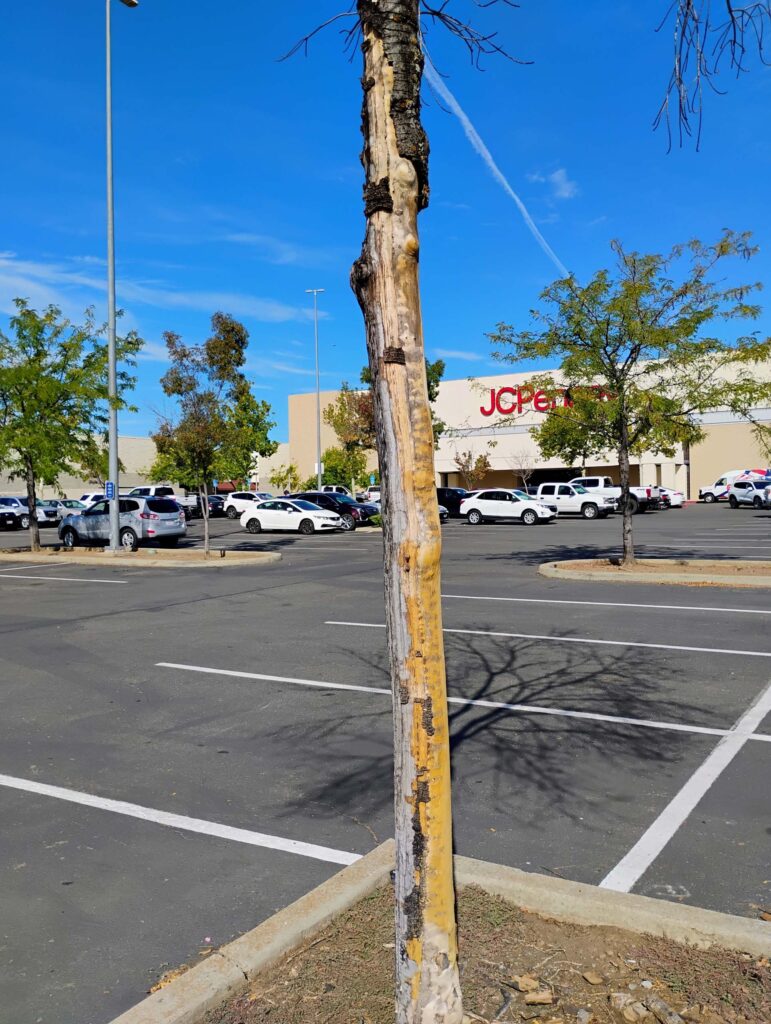 Dead and peeling bark. D. Ledger.