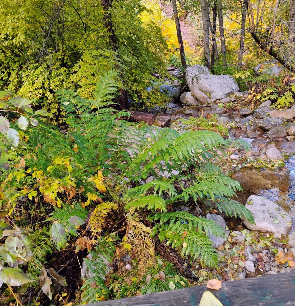 Chain fern in a spring. D. Ledger.