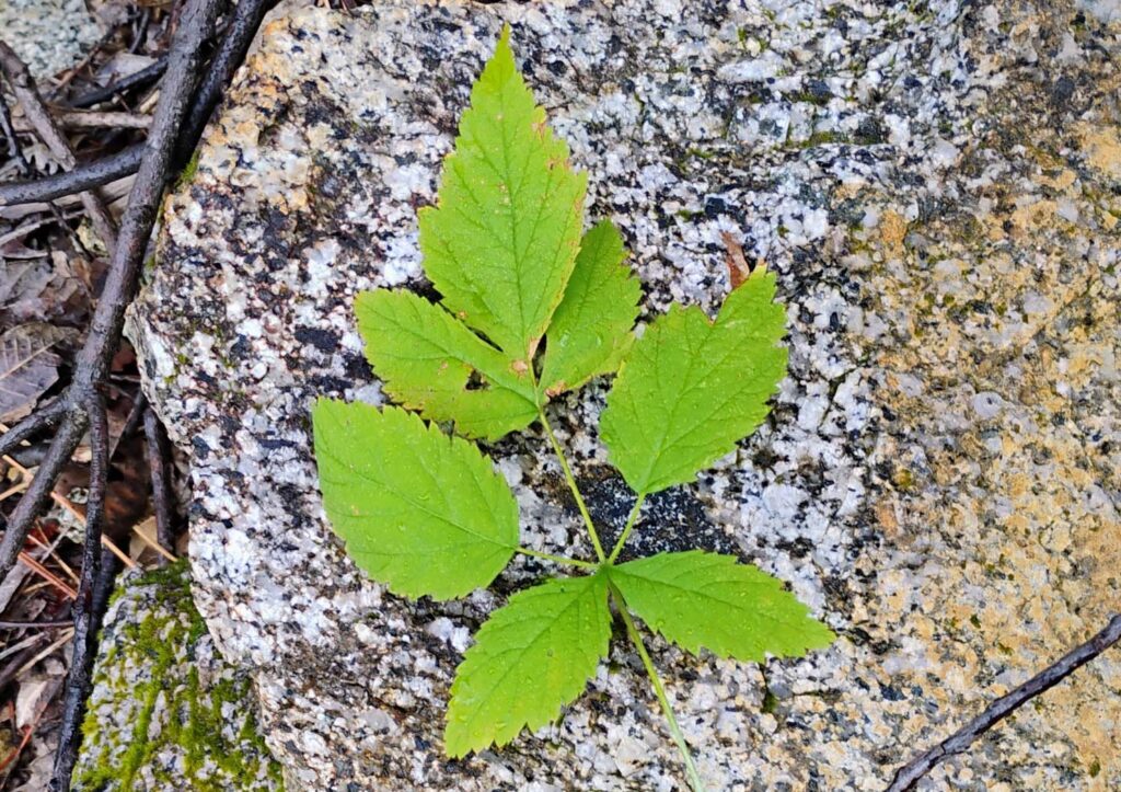 White-stemmed raspberry leaf. D. Ledger.