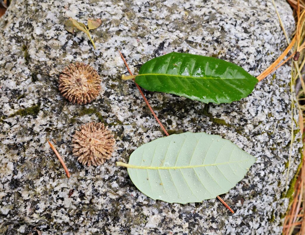 Tanoak acorn caps and leaves. D. Ledger.