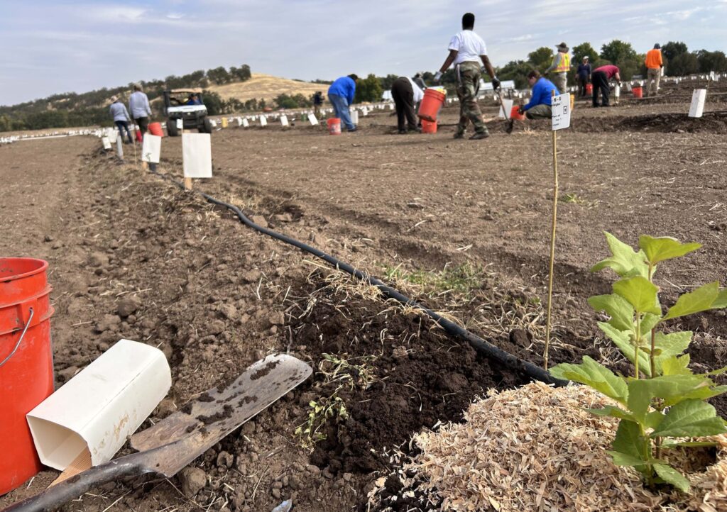 Planting event at Rancho Breisgau. MA. McCrary.