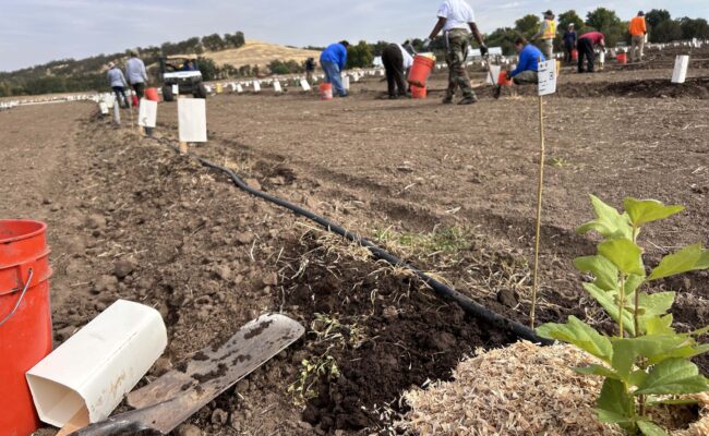 Planting event at Rancho Breisgau. MA. McCrary.