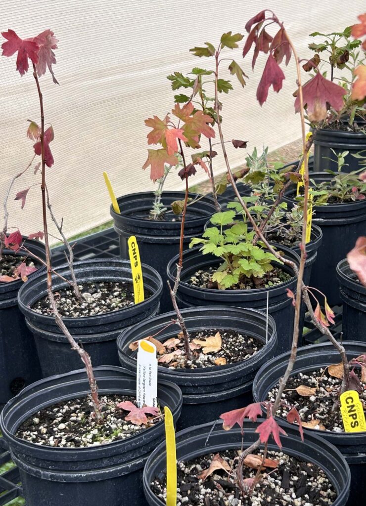 Young golden currants and red-flowered currants in the nursery. MA. McCrary.