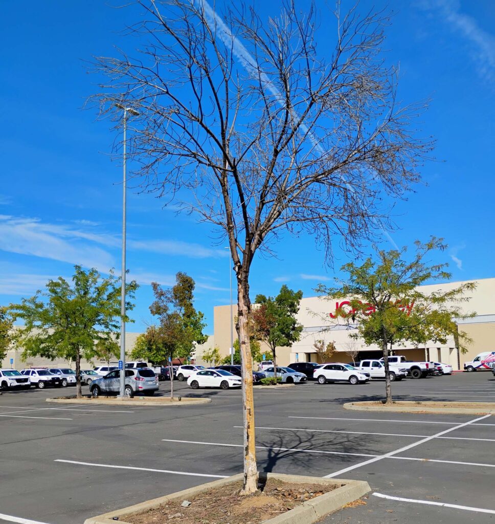 Dead tree in the Mall parking lot. D. Ledger.