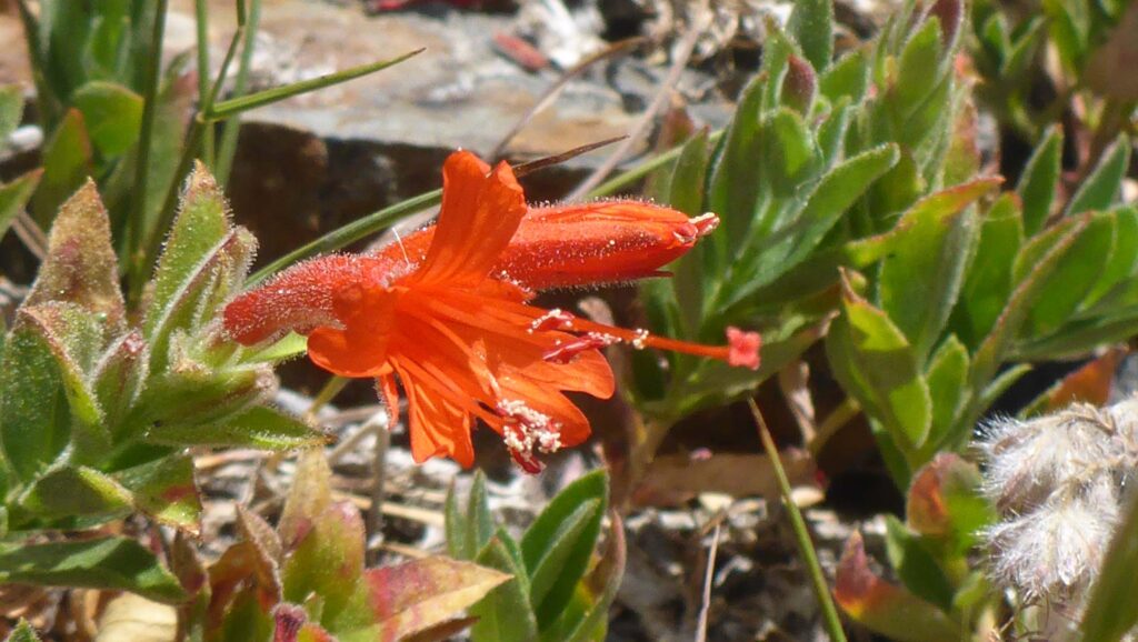 California fuchsia close-up. D. Burk.