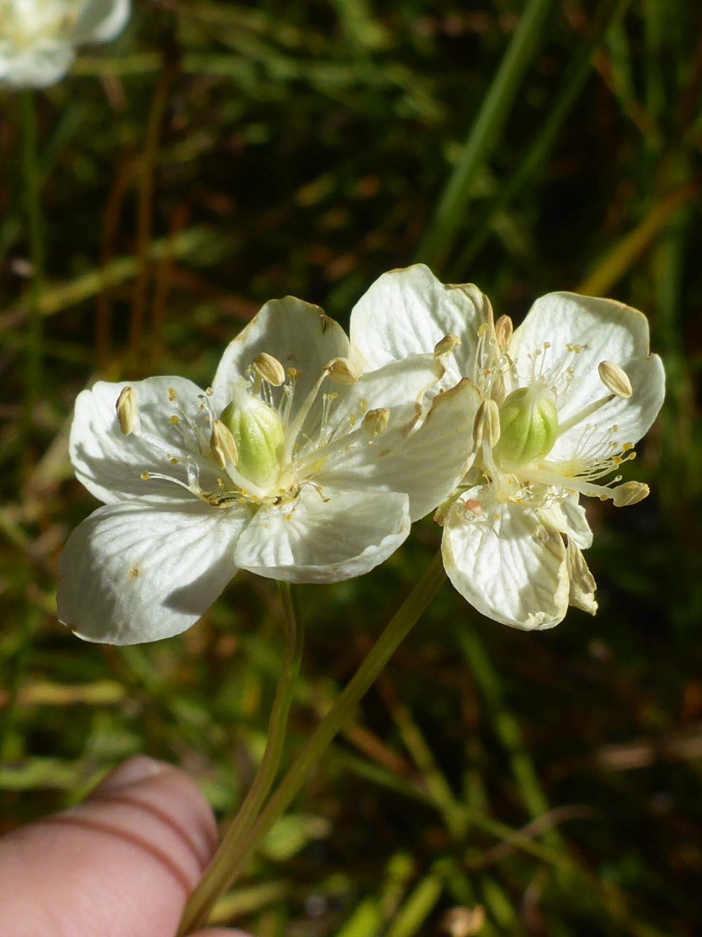 California grass-of-Parnassus. D. Burk.