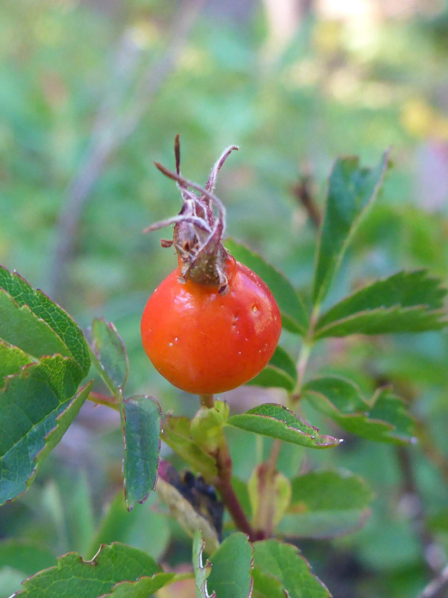 Wild rosehip. D. Burk.