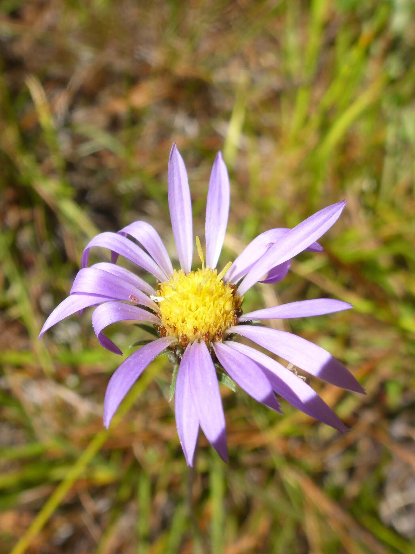 Alpine aster. D. Burk.