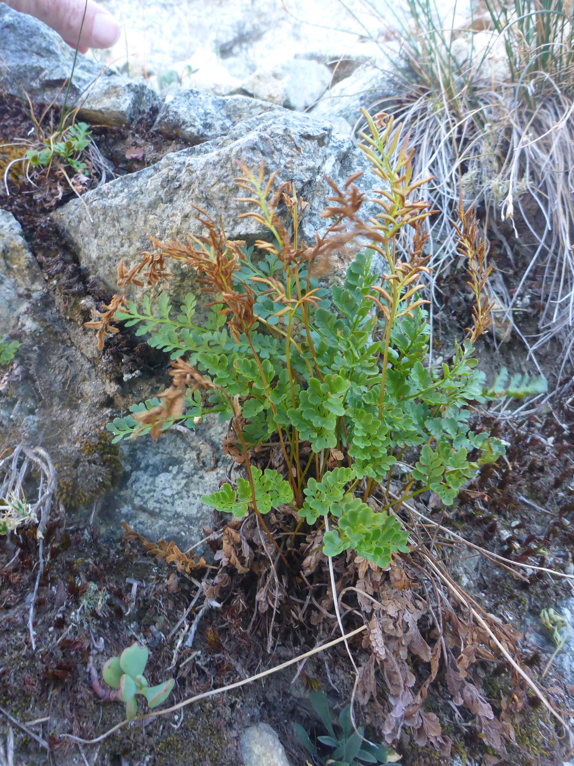 American parsley fern. D. Burk.