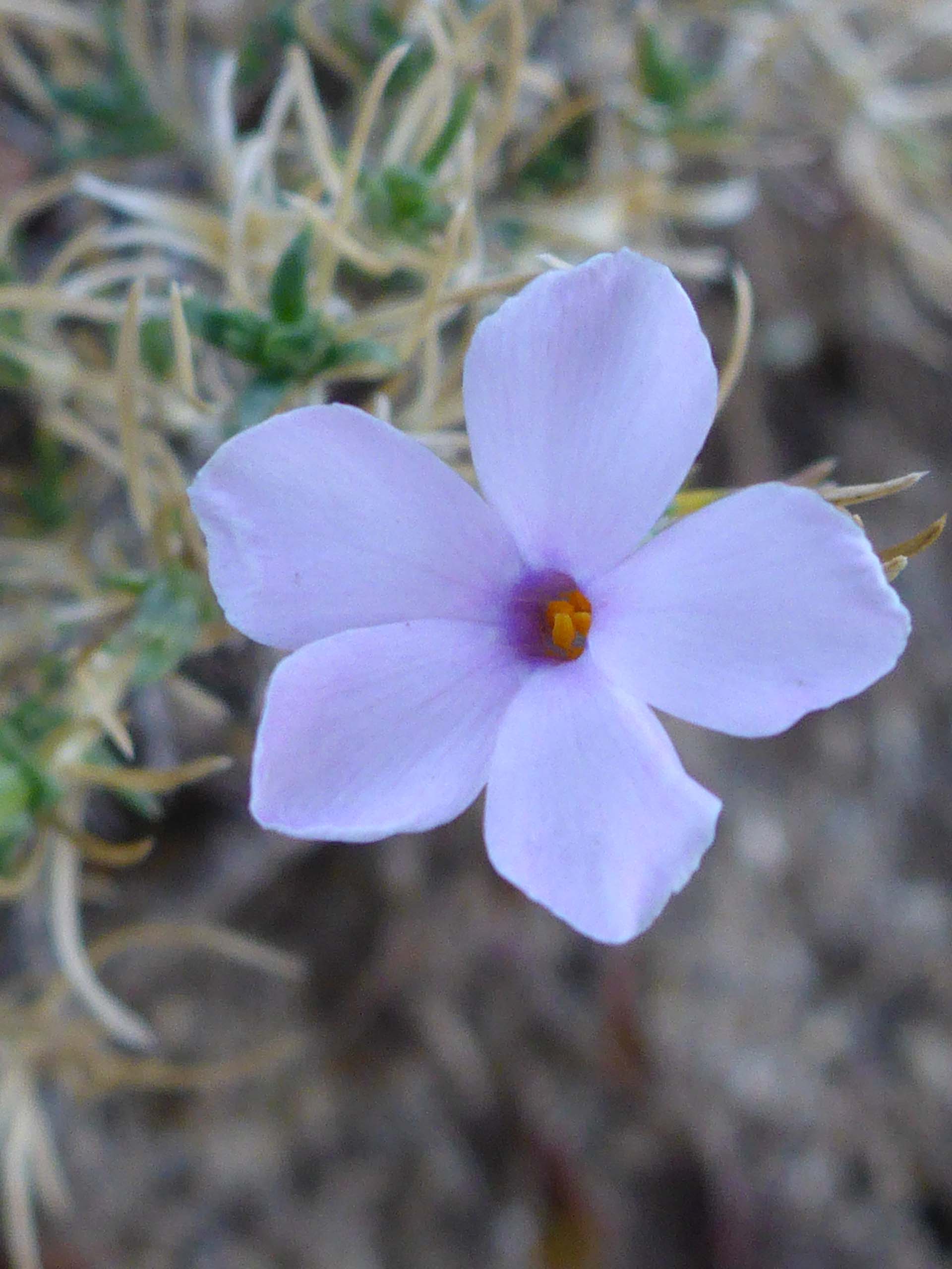 Spreading phlox. D. Burk.