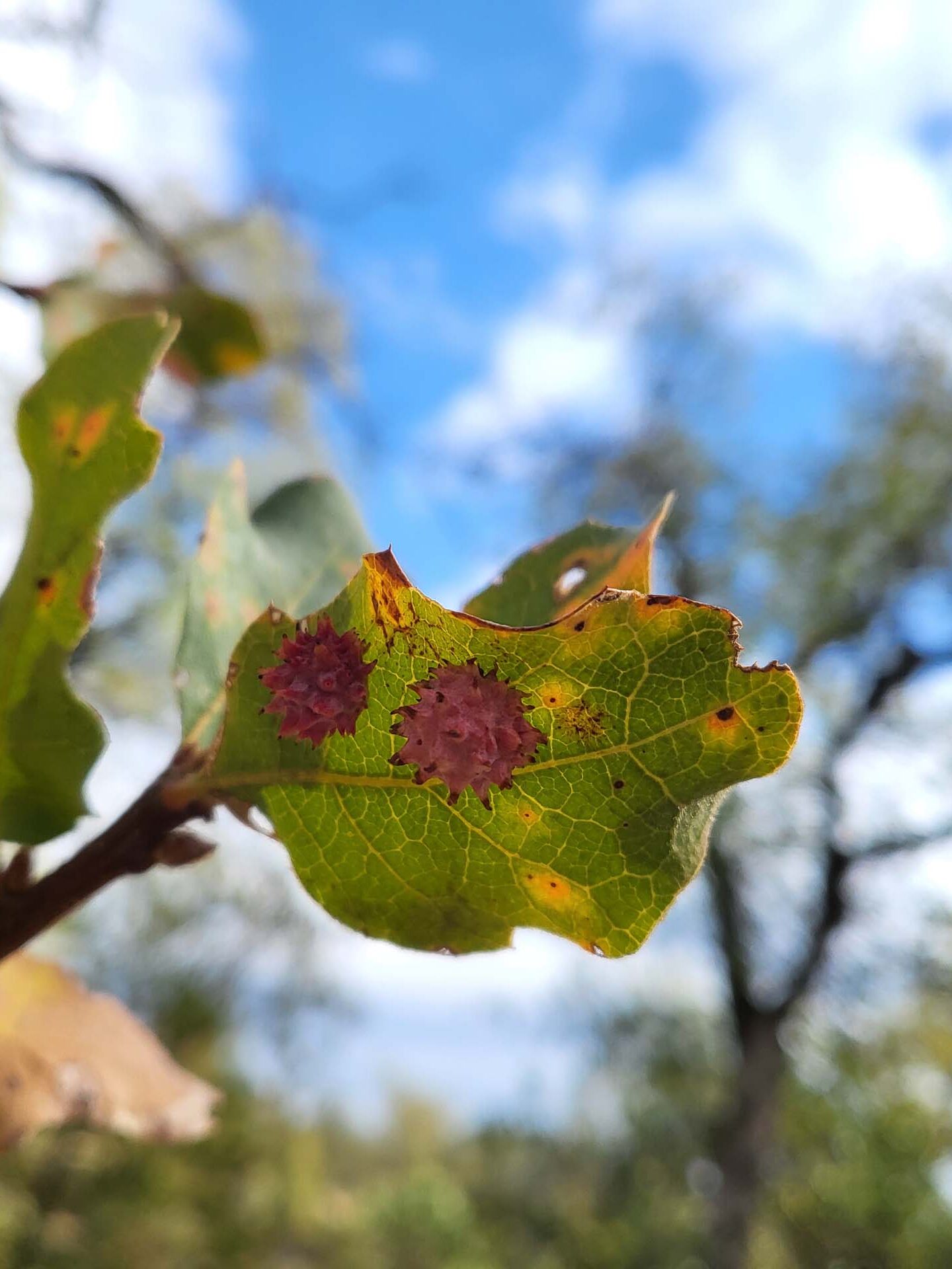 Urchin gall. D. Mandel. Sloppy Joe Trail, November 17, 2024.