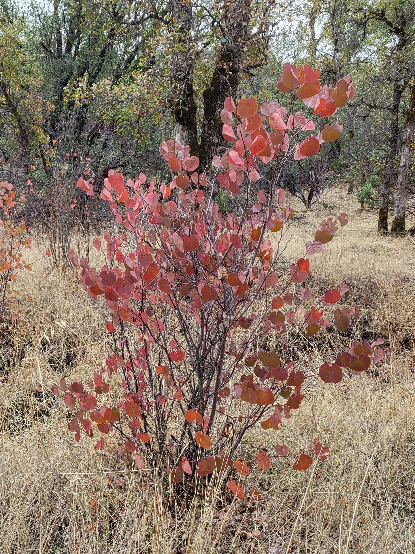 Western redbud. D. Mandel. Sloppy Joe Trail, November 17, 2024.