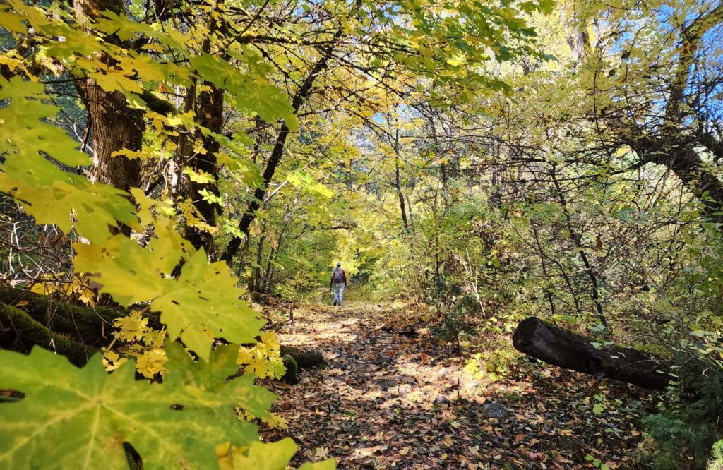 Big-leaved maple on East Weaver Trail. D. Burk.