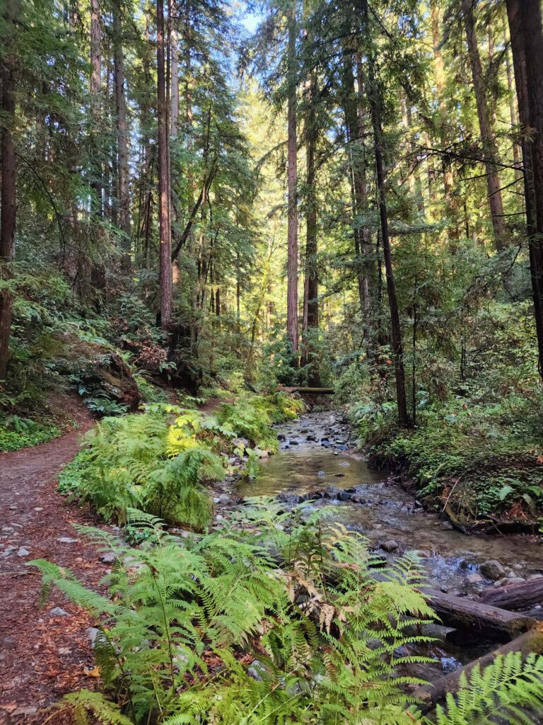 Fall Creek Trail, Henry Cowell Redwoods State Park. D. Burk.