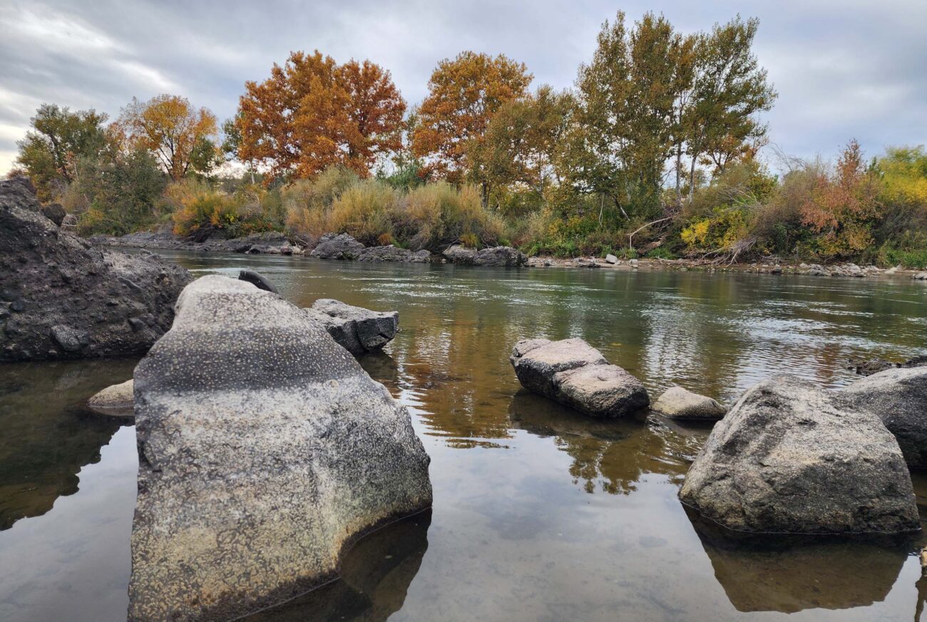 Western sycamores on Sacramento River. D. Burk.