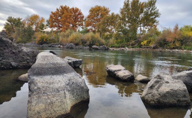 Western sycamores on Sacramento River. D. Burk.