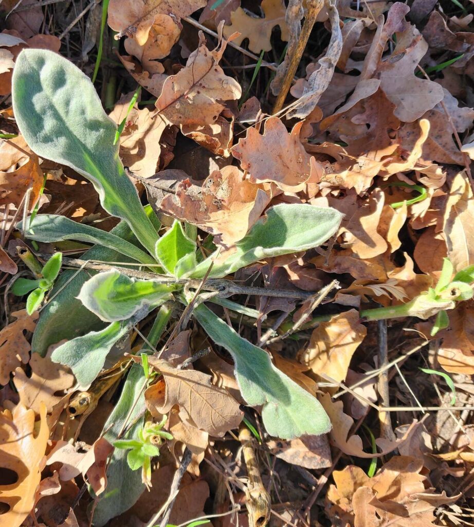 Rose campion basal leaves. D. Burk. December 8, 2024, at HCCP.