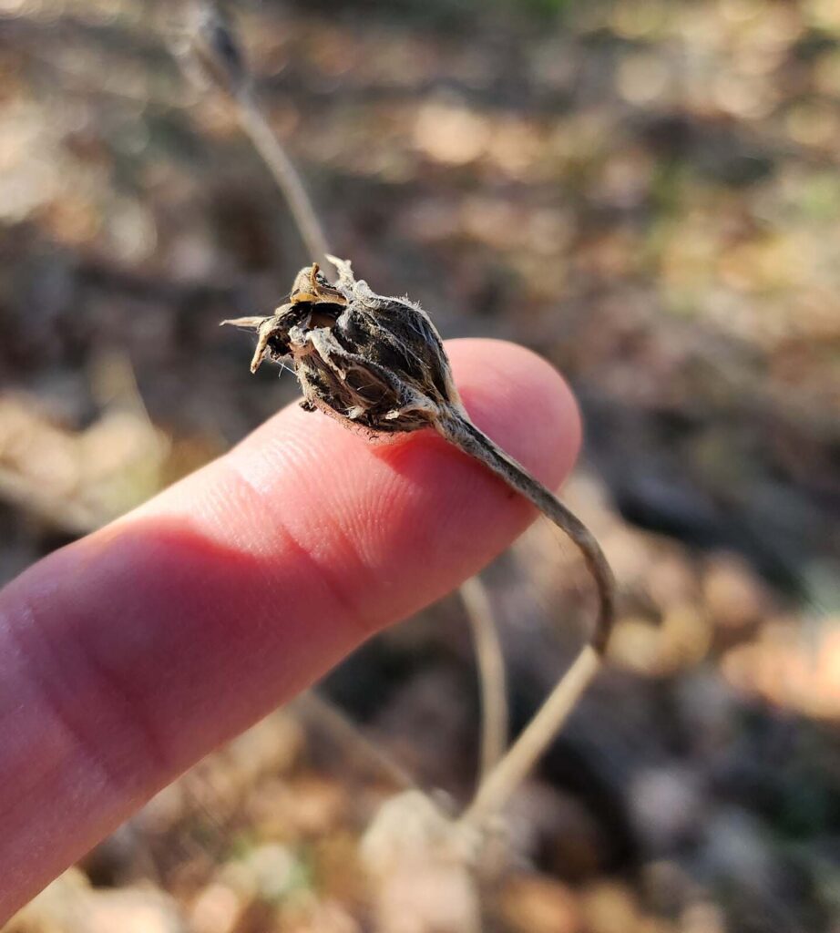 Rose campion dried seed head. D. Burk. December 8, 2024, at HCCP.