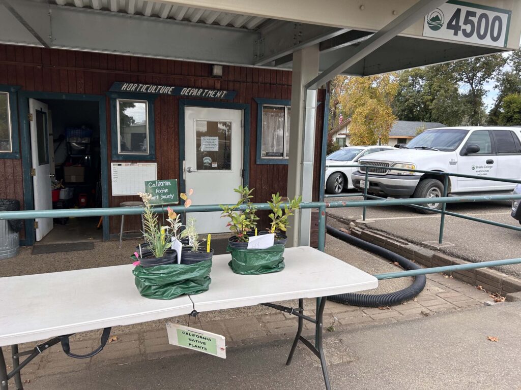 Shasta College pick-up table. MA. McCrary.