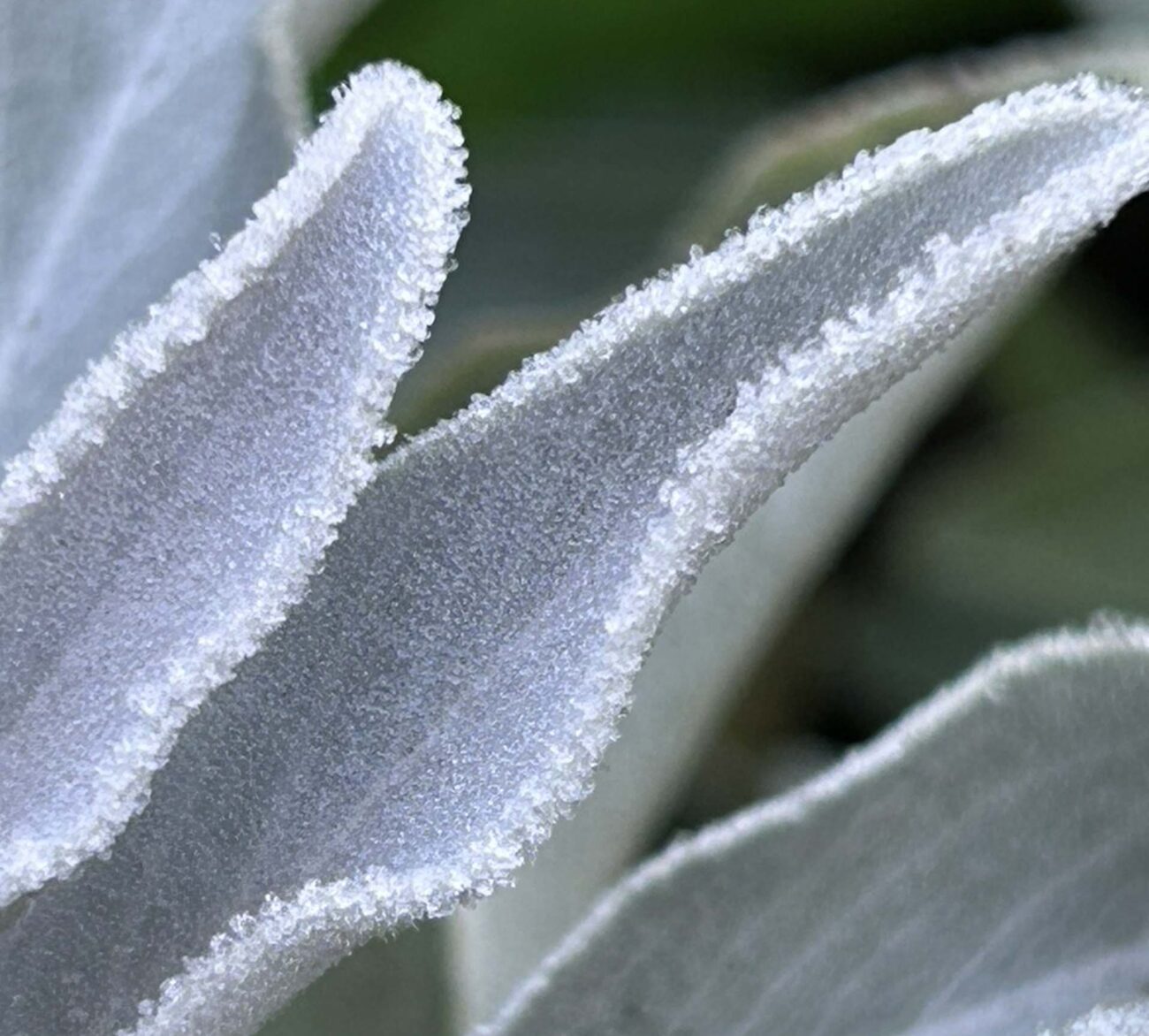 Frost on white sage. MA. McCrary.