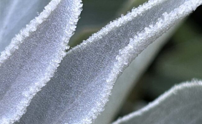 Frost on white sage. MA. McCrary.