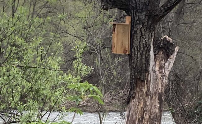 Wood duck house on HCCP. L. Ross.