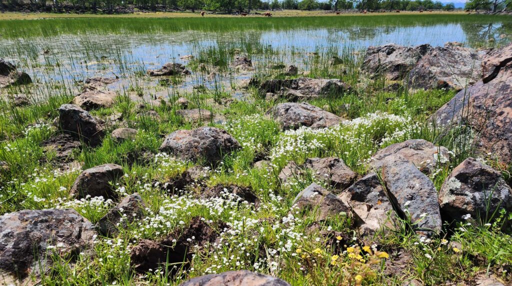 Little Hog Lake. D. Burk.