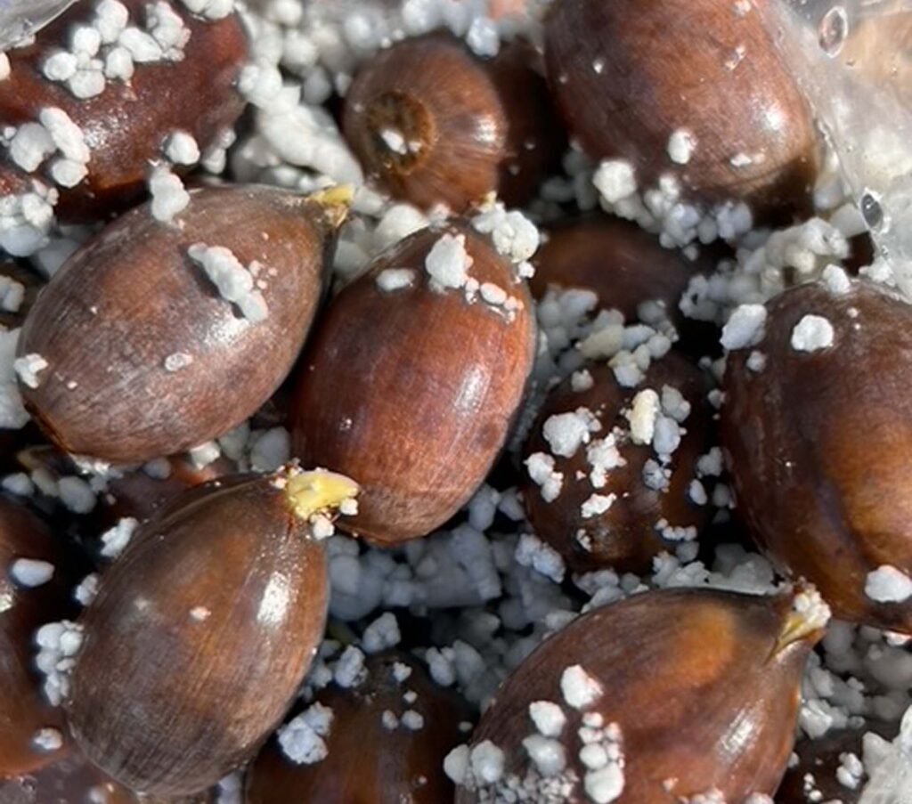 Brewer's oak acorns germinating. M.A. McCrary.