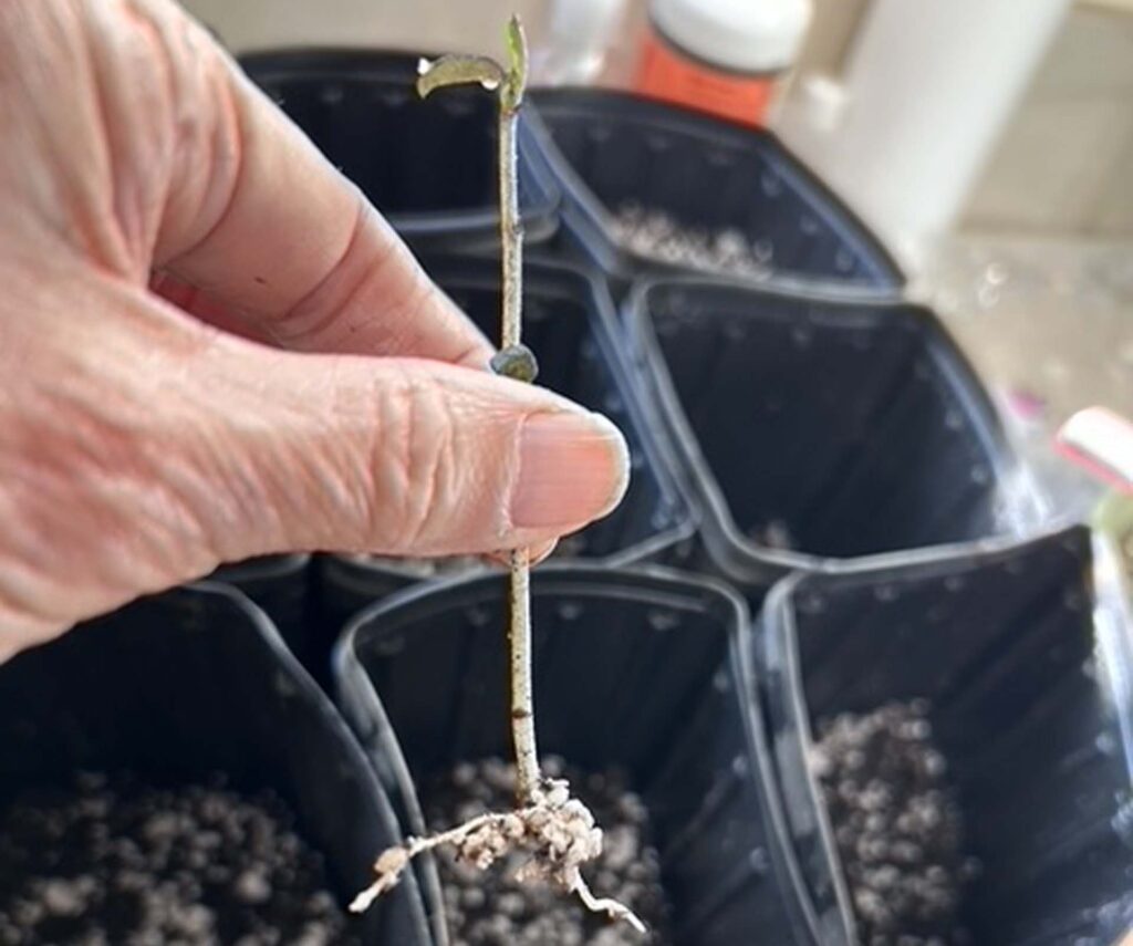 Rooted Lemmon's ceanothus cutting. M.A. McCrary.