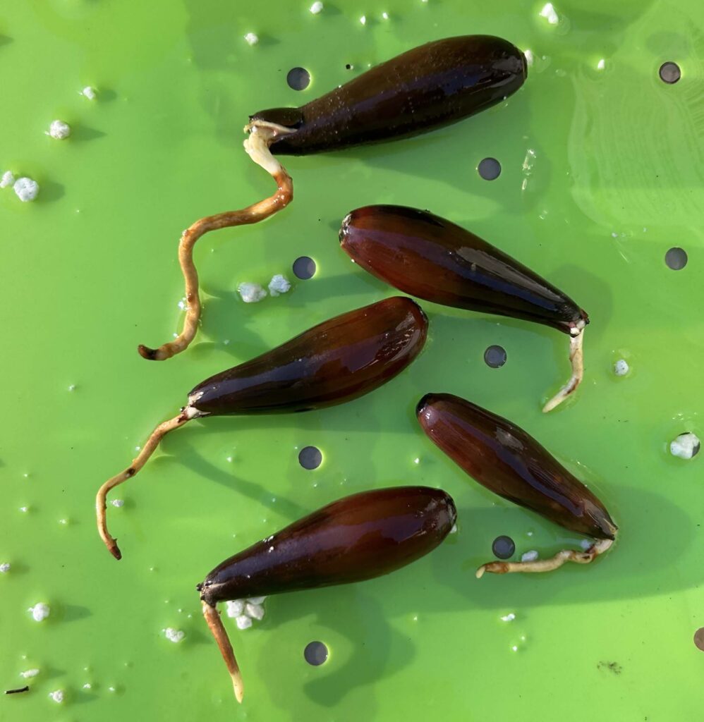 Valley oak acorns germinating. M.A. McCrary.