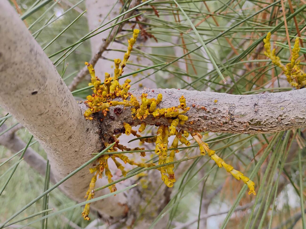 Western dwarf-mistletoe. D. Ledger.