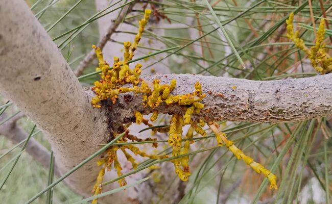 Western dwarf-mistletoe. D. Ledger.