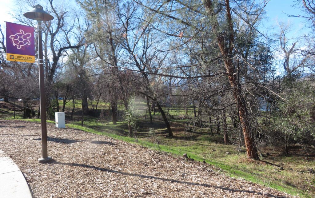 Shrub removal site at Turtle Bay. D. Ledger.