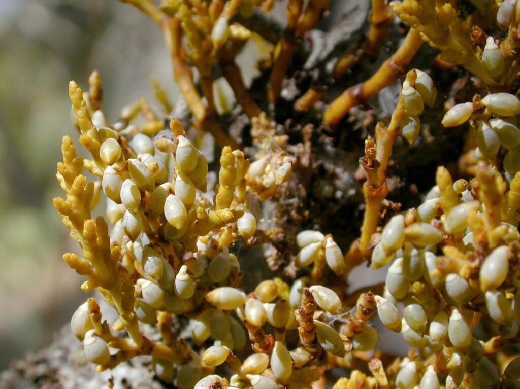 Dwarf mistletoe fruits. K. Morse.