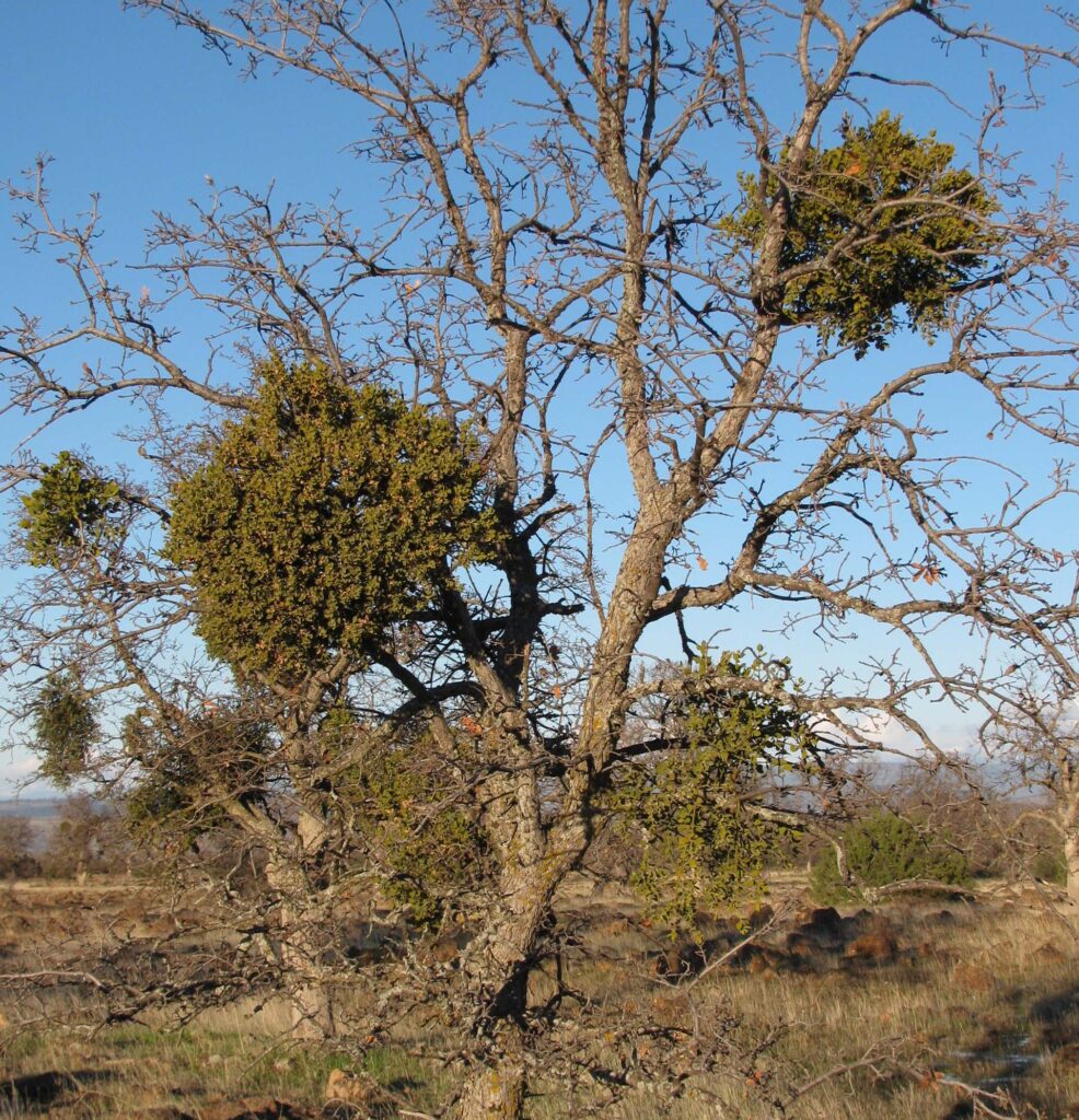 Blue oak with oak mistletoe infestation. J. Thesken.