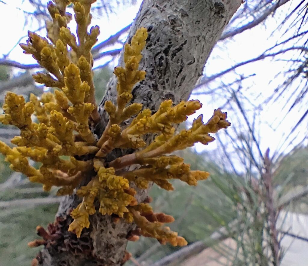 Western dwarf-mistletoe. D. Ledger.