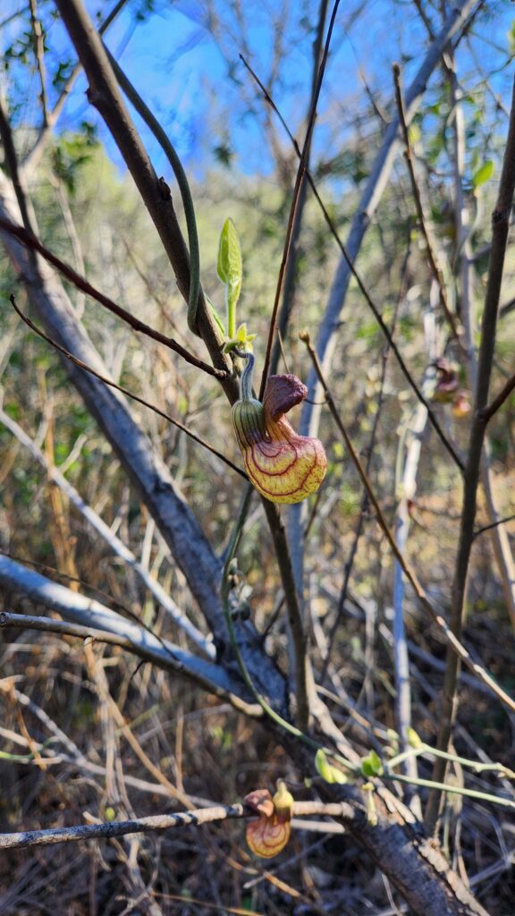 Pipevine. J. Malik. Blue Gravel Mine Trail. February 9, 2025.