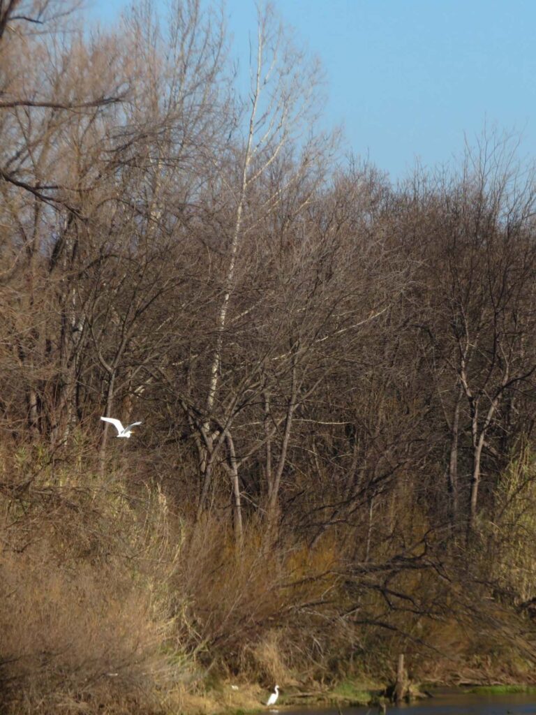 Egrets at Hawes. D. Ledger.