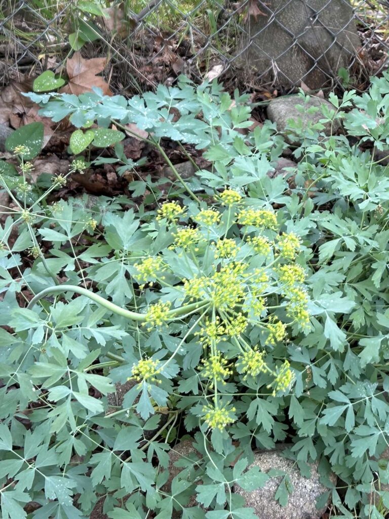 California lomatium in flower. M.A. McCrary.