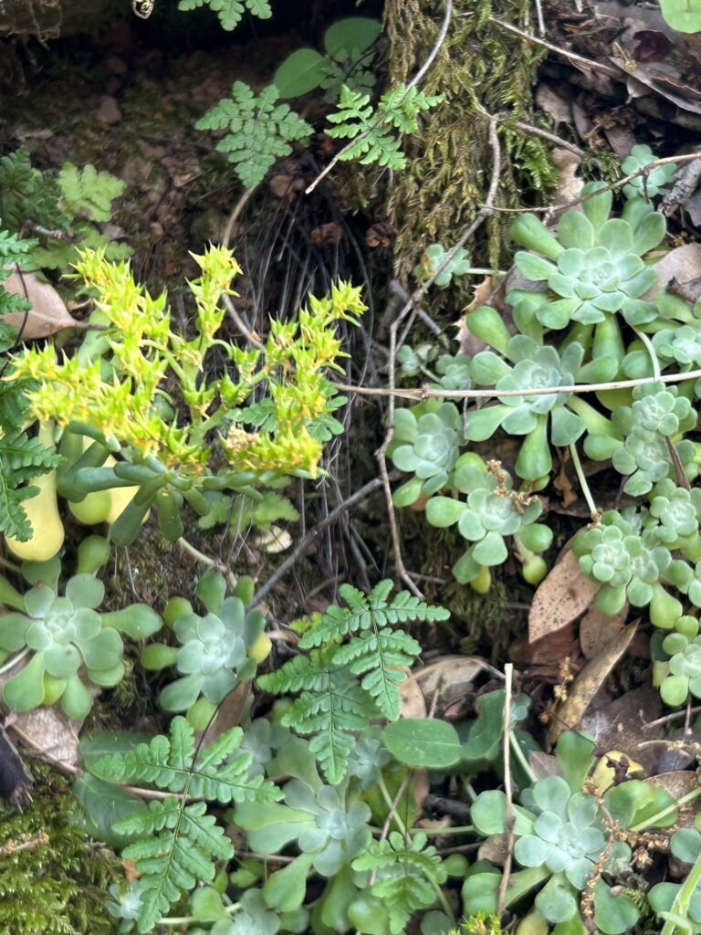 Broad-leaved stonecrop in flower. M.A. McCrary.