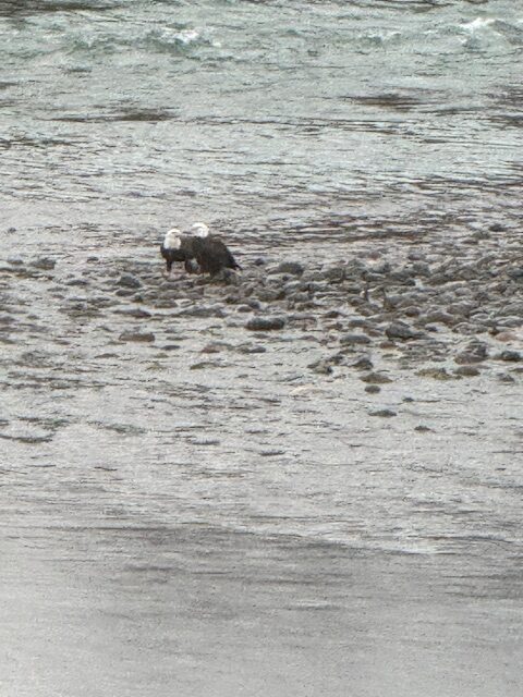 Bald eagles near Hawes. L. Arsenault.