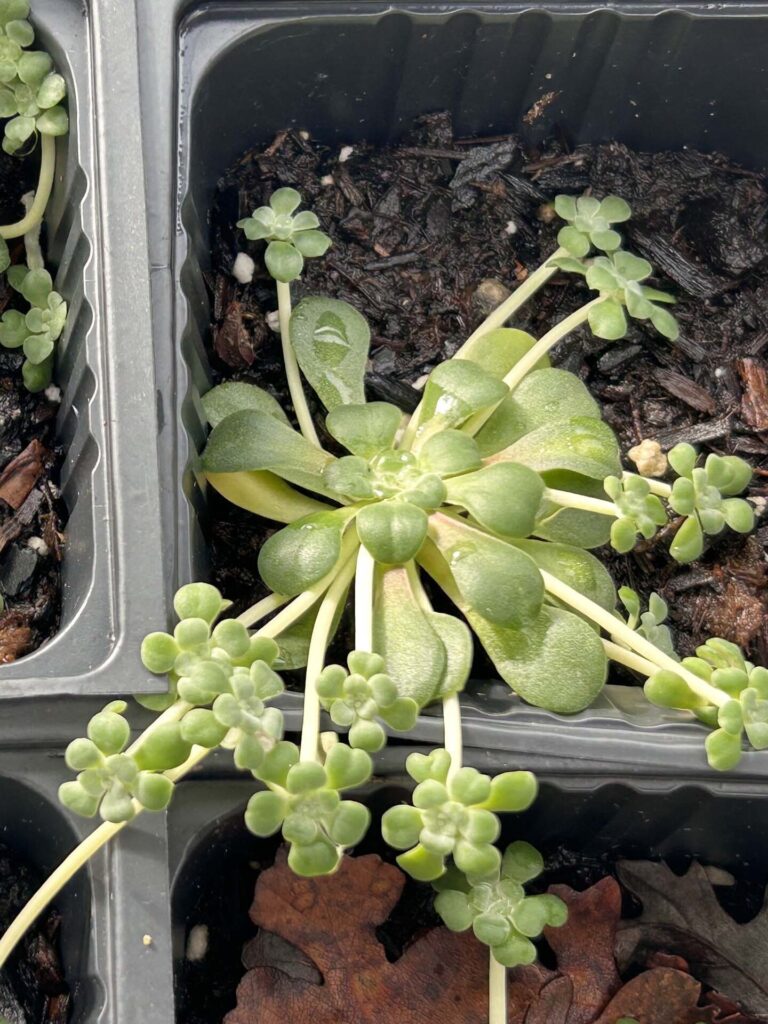 Broad-leaved stonecrop in the nursery. M.A. McCrary.